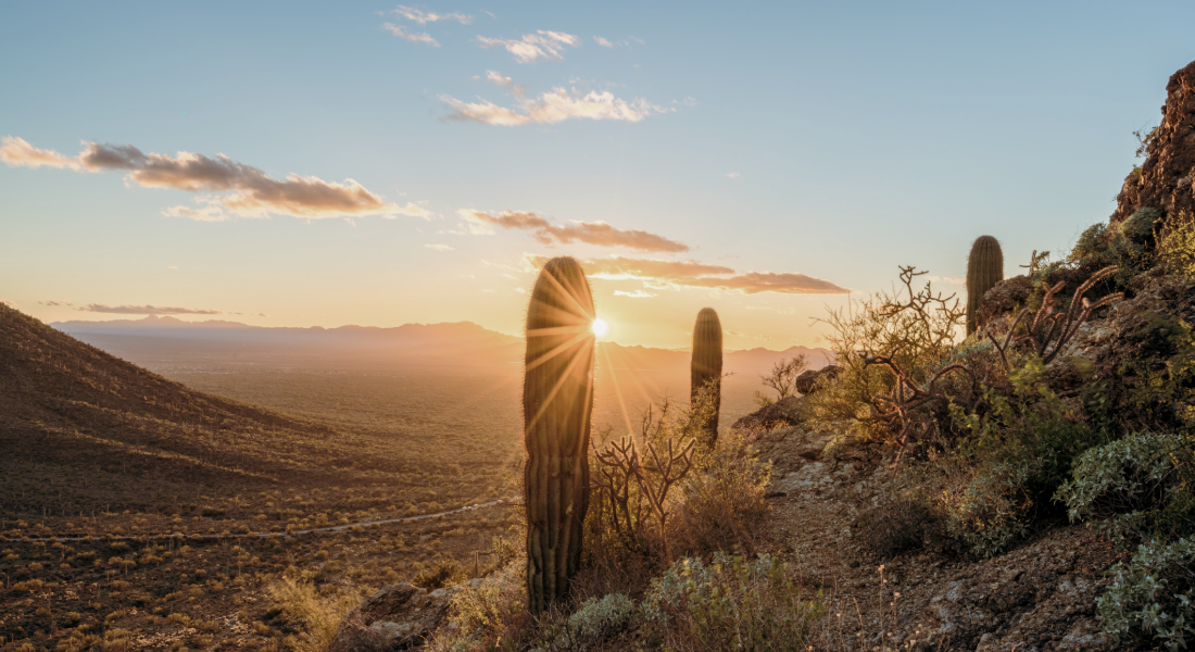 sunset photo of cactus in the arizona hills