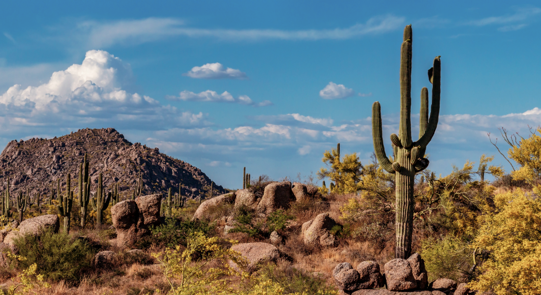 desert landscape with cactus